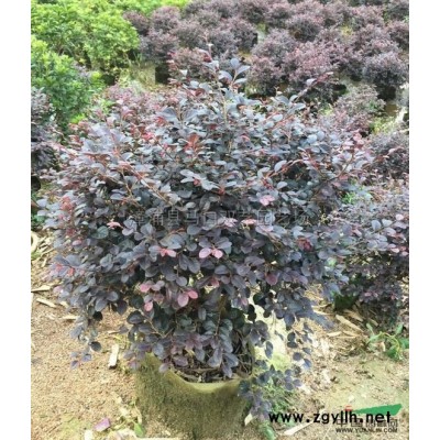 三角梅球6，1米高度1米冠幅，价格120元图片\三角梅球6，1米高度1米冠幅，价格120元报价