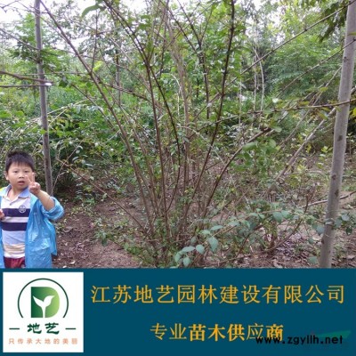江苏黑松价格 江苏油松价格 黑松基地直销 油松基地直销