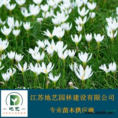 江苏金叶女贞球 黄叶女贞球 金叶女贞球价格