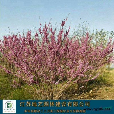 供应红叶石楠球 江苏红叶石楠球产地 江苏地艺园林苗圃基地