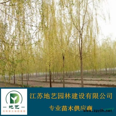 30公分、40公分、50公分、60公分高小龙柏苗圃基地