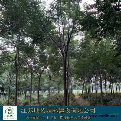 地艺苗圃大量供应构树苗价格 构树苗基地 构树苗图片