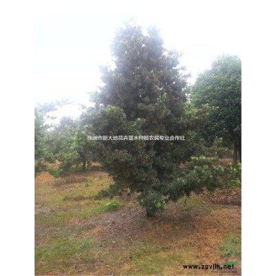 供应冠50-100公分的茶花球1米2高精品茶花球茶花价格
