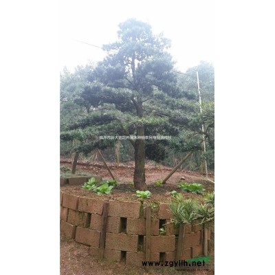 桂花价格湖南移栽桂花成活高冠3米的八月桂价格丛生八月桂价格优