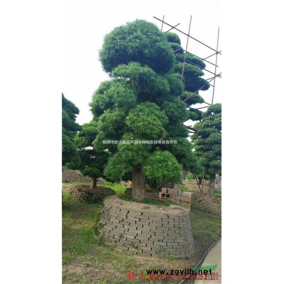纵观近年来湖南罗汉松绿化苗木市场行情变化动态及简单分析