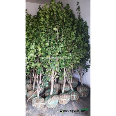 2017*新茶花报价湖南茶花球价格纵观湖南茶花小苗价格行情