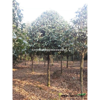 湖南桂花小苗移栽桂花成活率高5-10-15公分桂花树