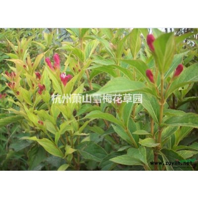 各种水生植物，灯芯草、蔺草、龙须草、野席草、马棕根
