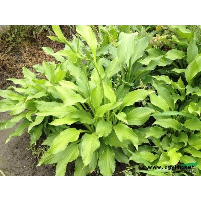优质的泽泻水泽、如意花，浙江*低价