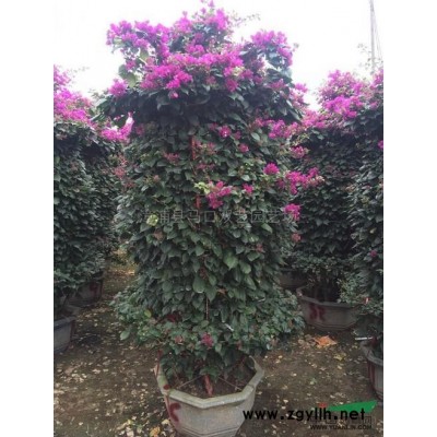 三角梅4，高度50-60公分，冠35-45公分，价格8元*新价格/三角梅4，高度50-60公分，冠35-45公分，价格8元报价