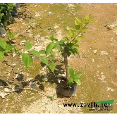 三角梅2，高度50-60公分，冠35-45公分，价格8元供应/三角梅2，高度50-60公分，冠35-45公分，价格8元图片