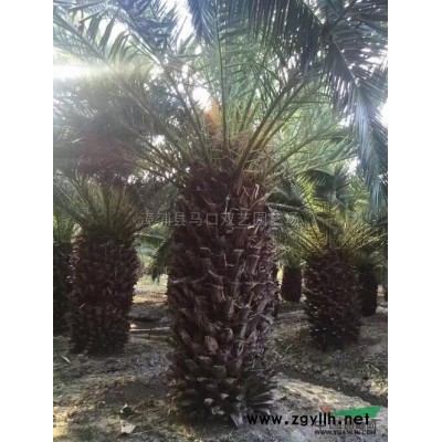 加拿利海枣3，杆高1米，价格1550元报价/福建加拿利海枣3，杆高1米，价格1550元报价