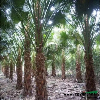 蜘蛛兰幼苗3图片\蜘蛛兰幼苗3报价