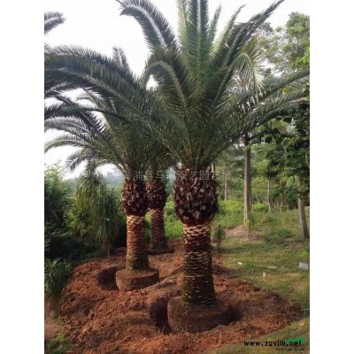 鱼尾葵2图片\鱼尾葵2报价