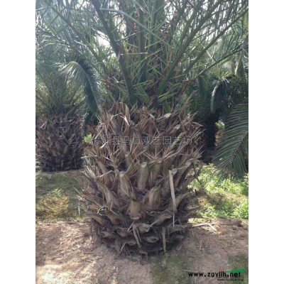 福建银海枣2信息