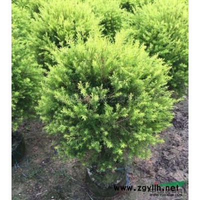 鸭脚木幼苗供应/鸭脚木幼苗图片