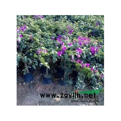 福建小叶榕桩景3信息