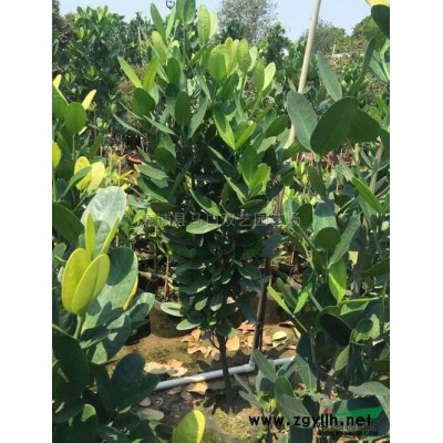 散尾葵5图片\散尾葵5报价