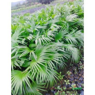 福建三角梅柱7介绍