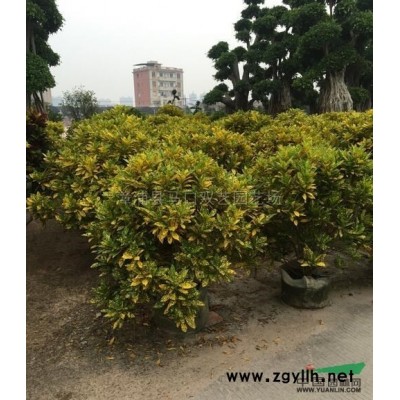 三角梅3*新价格/三角梅3报价