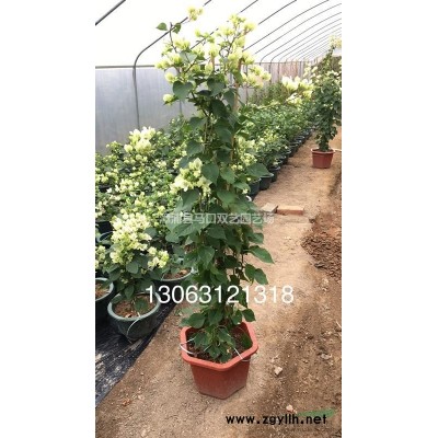 福建加拿利海枣5*新报价/加拿利海枣5图片