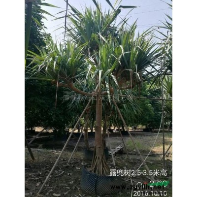红背桂3供应/红背桂3图片