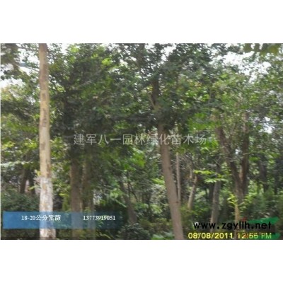 （二乔玉兰）二乔玉兰新价格 报价 图片 产地建军八一园林