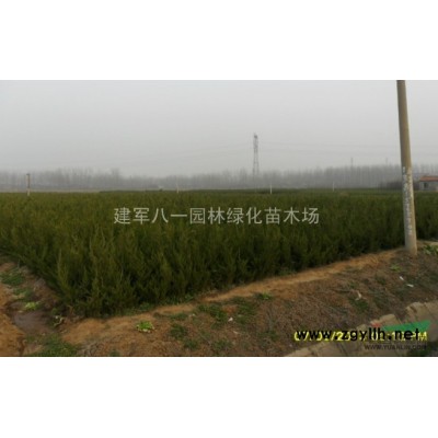 供应稻草绳造型