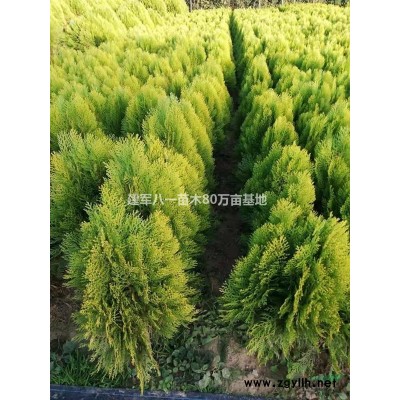 美人蕉价格/美人蕉信息