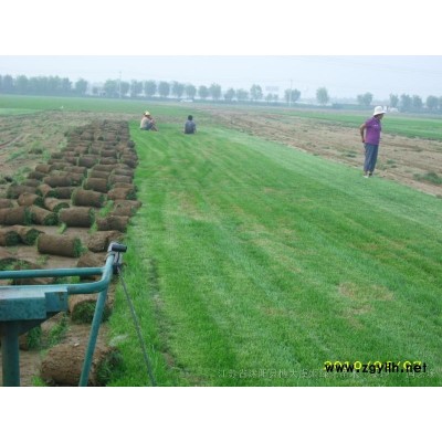 藤本月季 高度50-250公分藤本月季花 基地直销 量大