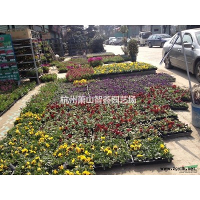 龙柏苗，龙柏苗价格，萧山龙柏成品苗