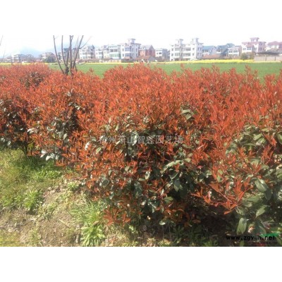 青珊瑚扦插种苗，浙江青珊瑚，萧山青珊瑚苗