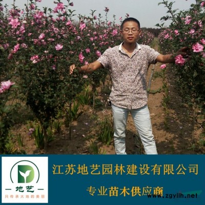 供应红花继木产地 江苏地艺园林苗圃基地 江苏红花继木