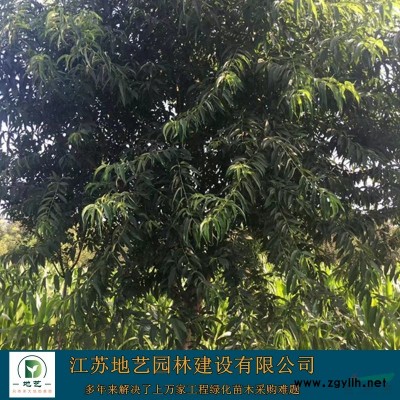 江苏蜀桧 江苏塔柏 蜀桧价格 塔柏价格