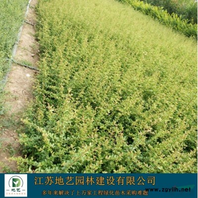龙柏苗圃基地、小龙柏产地、江苏地艺园林龙柏苗