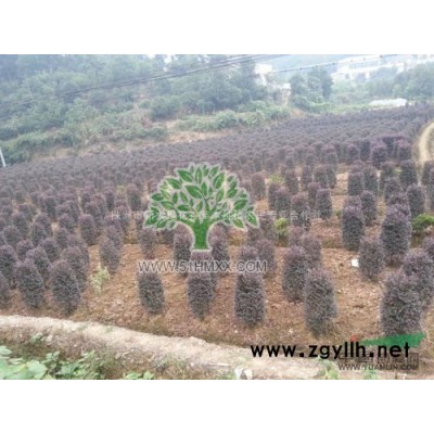 湖南茶花小苗优质批发茶花球价格8公分以上茶花树行情报价
