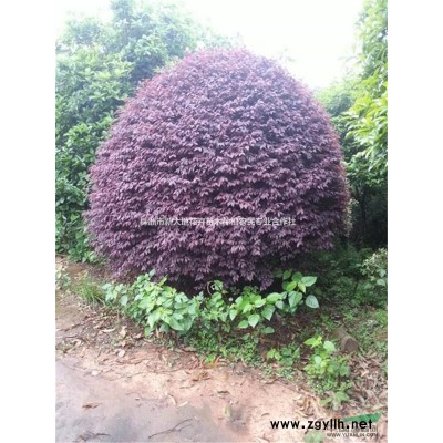 新大地苗木自产自销株洲优质20公分罗汉松价格好品质