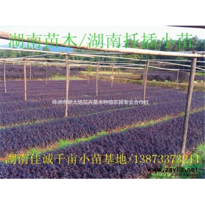 新鲜出炉的占地苗价格15公分垃圾罗汉松18-20公分垃圾桂花