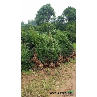 新大地专供树形好价格优的15公分造型罗汉松精品罗汉松成活好