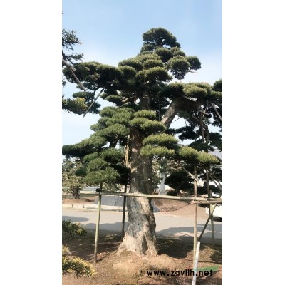 香樟行情动态直径20-30-40-50-60公分香樟香樟批发