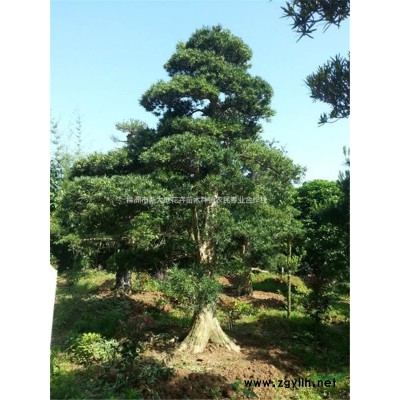 浏阳紫薇、紫薇树桩