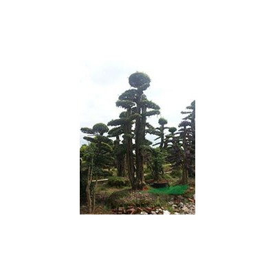 湖南桂花品种分类3公分桂花4公分桂花5公分桂花6公分桂花