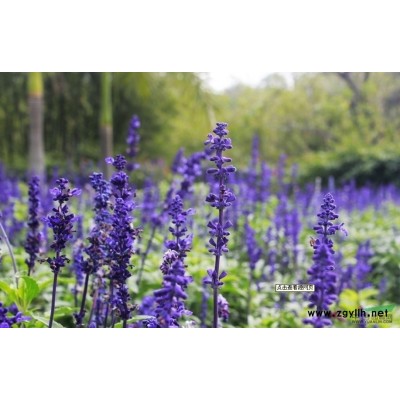 百子莲150 180 双色杯 地栽苗