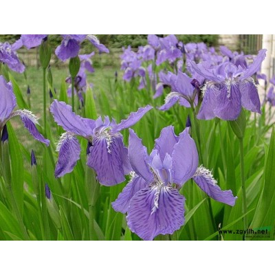 金叶苔草 金丝苔草 金边麦冬 金叶石菖蒲