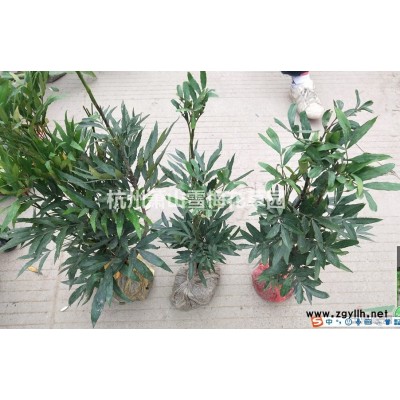 各种水生植物，马蔺、马莲、马兰、马兰花、旱蒲