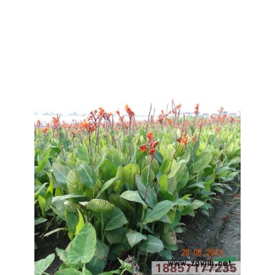浙江纸莎草信息