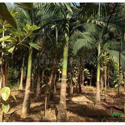 福建老人葵（华棕）杆高4米价格700.基地直销