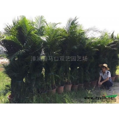 老人葵（华棕）1杆高4米，价格800元行情报价\老人葵（华棕）1杆高4米，价格800元图片展示