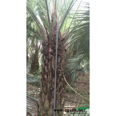 福建加拿利海枣杆高1米，价格1300基地直销