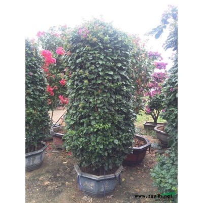 紫色三角梅桩景4供应/紫色三角梅桩景4图片